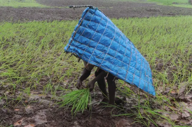 ચોમાસાનું પૂર્વાનુમાન