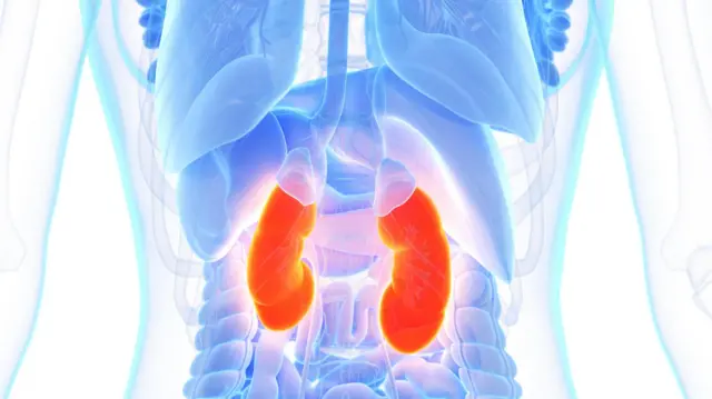 लुपसले मिर्गौलामा गम्भीर असर पार्ने सम्भावना रहन्छ