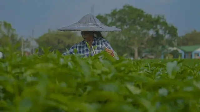 चाय बागान