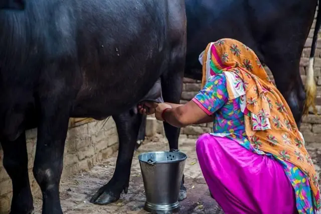 भारतानं डेअरी क्षेत्रातील बाजारपेठ खुली केली तर काय नुकसान होऊ शकतं?