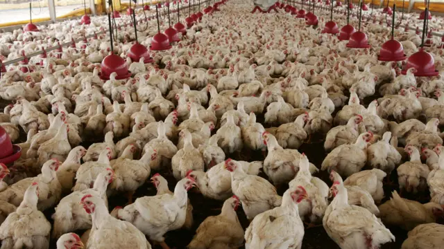 প্রান্তিক খামারিদের সাথে কন্ট্রাক্ট ফার্মিং করছে বড় কোম্পানিগুলো