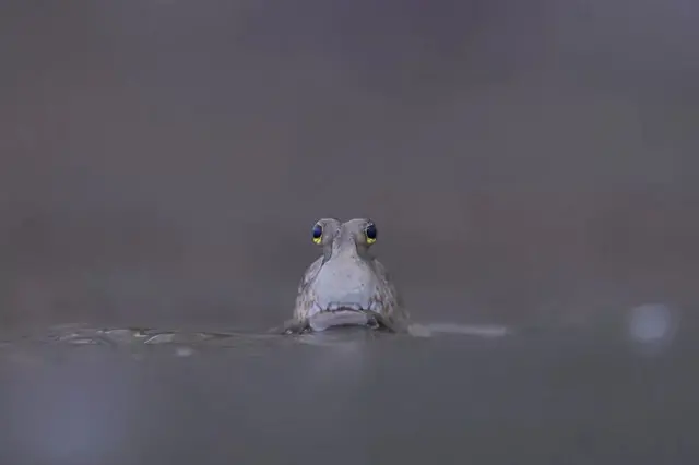 Saltadorcopa do mundo ao vivo 2024lama