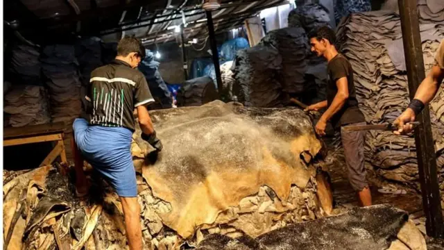 লবণ দিয়ে কাঁচা চামড়া সংরক্ষণ করছেন শ্রমিকরা