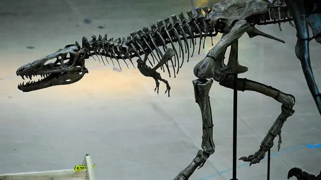 Фотографія скелета молодого T. rex, що стоїть вертикально і виставлений у залі з кахельною підлогою