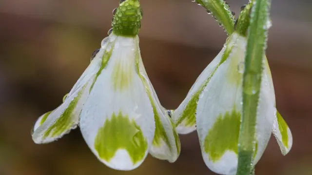 Primer plano de una pareja de Galanthus Cornish Phil en flor. Tienen gotas de lluvia y sus pétalos son blancos con manchas verdes.
