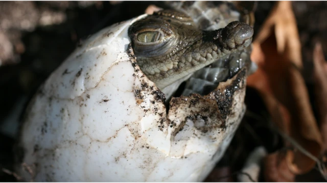 Crocodilo saindo do ovo