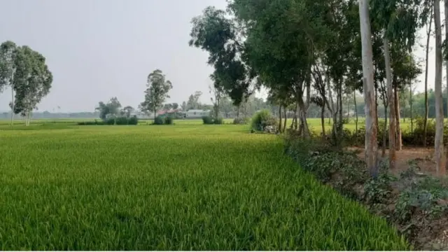 বড়াইবাড়ি গ্রাম, এখানেই ঢুকেছিল ভারতের বিএসএফ সৈন্যরা।