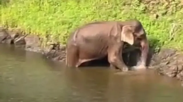 முல்லைப் பெரியாறு மதகு அருகே தவறி விழுந்த யானை - மீண்டு வந்தது எப்படி?