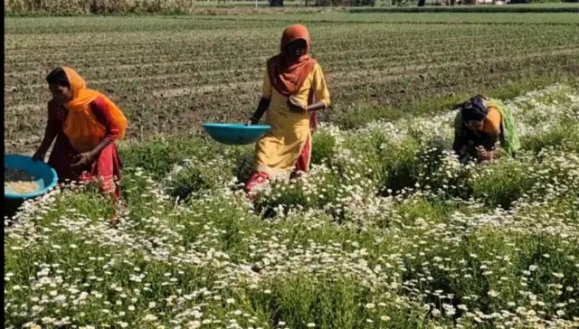 સુખવિંદર કૌર, ગુરવિંદર સોહી, ફૂલોની ખેતી, બીબીસી ગુજરાતી