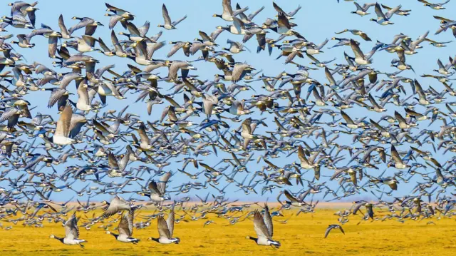 Una nutrida bandada de gansos sobre una pradera amarillenta. 