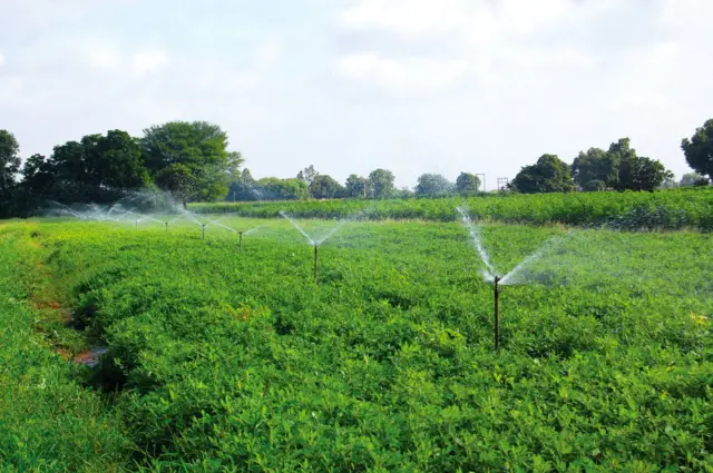 બીબીસી ગુજરાતી બનાસકાંઠા બટાટા ફ્રેન્ચ ફ્રાઈઝ ગુજરાત ખેડૂત ખેતી ચિપ્સ