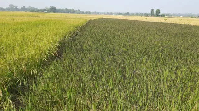 रैथाने कालानमक धान