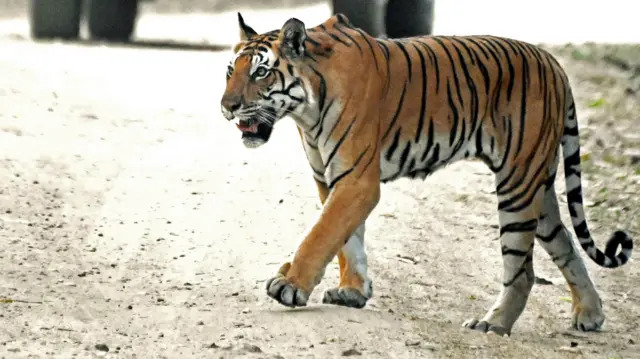 कान्हा व्याघ्र प्रकल्पातील एक वाघ