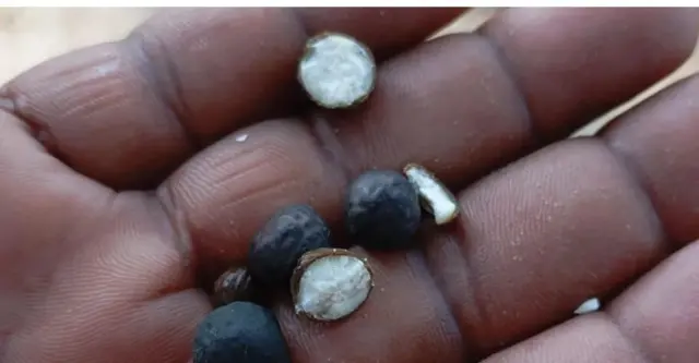 மதுபானி மக்கானா 