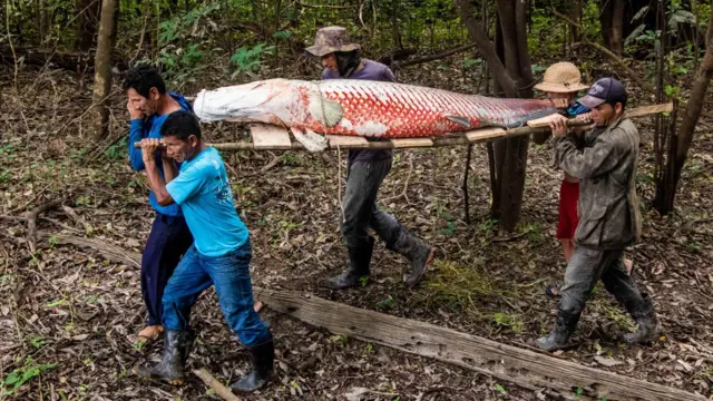 Grupo de homens caminha com um peixe pirarucu em um suporte de madeira