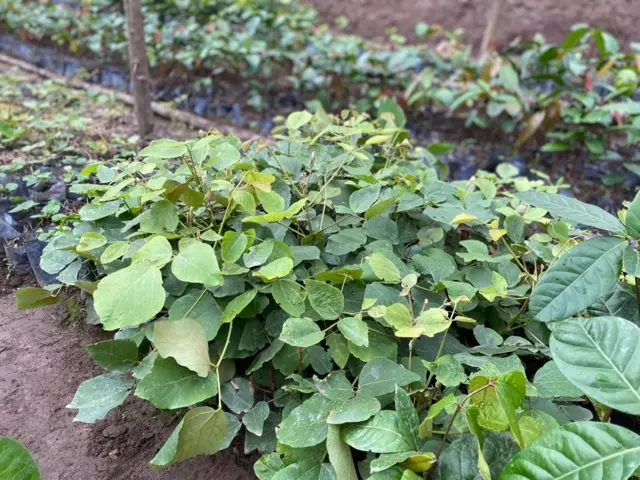 Ibiti gakondo, nk'umuko, umugeshi n'umushwati biri mu byacitse bigomba kugarurwa byafasha kubungabunga imisozi, Ukwakira 2024