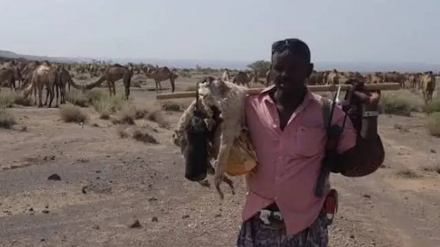 Le berger Ali Umer avec ses chameaux dans la région Afar du nord-est de l'Éthiopie