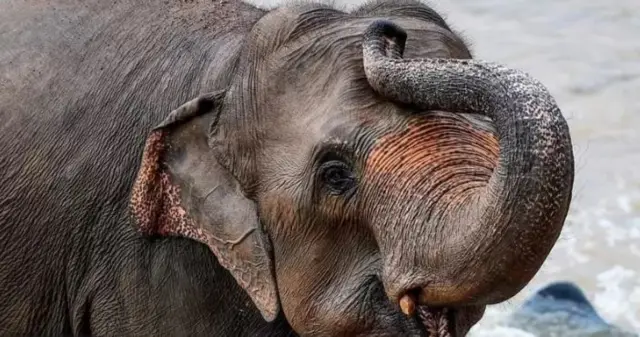 யானை, இந்து மதம்