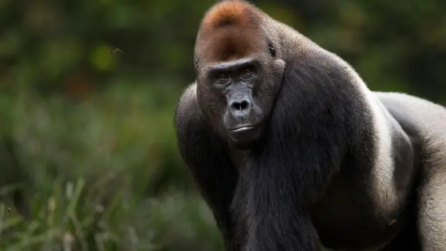 गोरिल्ला 