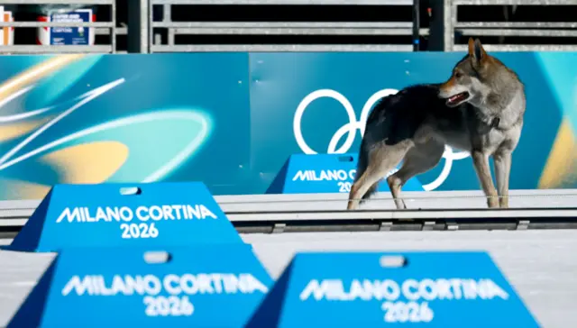 Pas na stazi tokom kvalifikacija u ženskom timskom sprintu u skijaškom trčanju na Zimskim olimpijskim igrama u Italiji 2026.