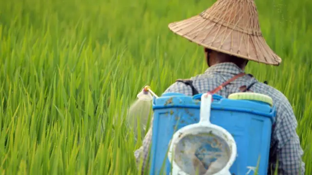 သွင်းအားစုတွေအတွက် ရင်းနှီးမြှုပ်နှံထားတဲ့ စရိတ်တွေ ပြန်ရဖို့တောင် တောင်သူတွေ ခက်ခဲနေပါတယ်။ (ပုံဟောင်း)