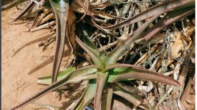 Waxay dacarta cusub ka dhigeysaa tirada noocyada dacarta laga helo dhulka Soomaalida afartan.