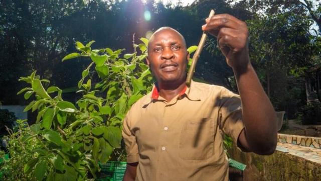 Саджанець рослини коштує близько 50 кенійських шилінгів (0,37 долара США)