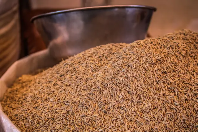 બીબીસી ગુજરાતી જીરું ગુજરાત રાજસ્થાન ખેતી ખેડૂત શિયાળુ પાક વાવેતર જીરાના ભાવ