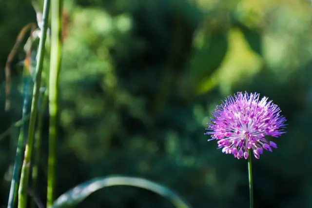 Бул гүлдөрсүз көрк кайда? 