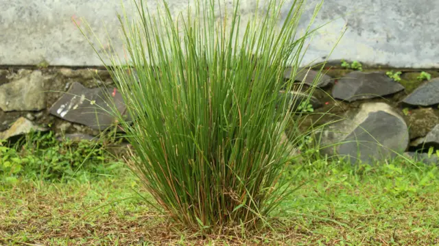 এক গুচ্ছ বিন্না ঘাস
