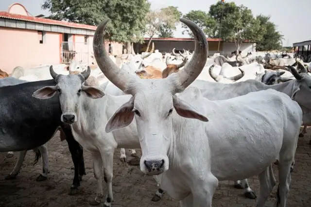 Cow