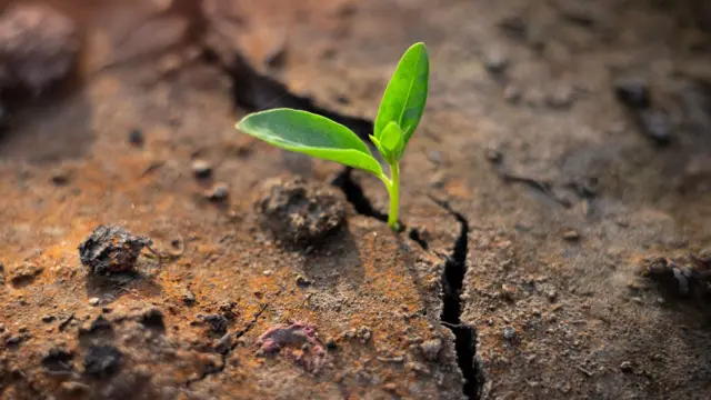 प्रतीकात्मक तस्वीर.