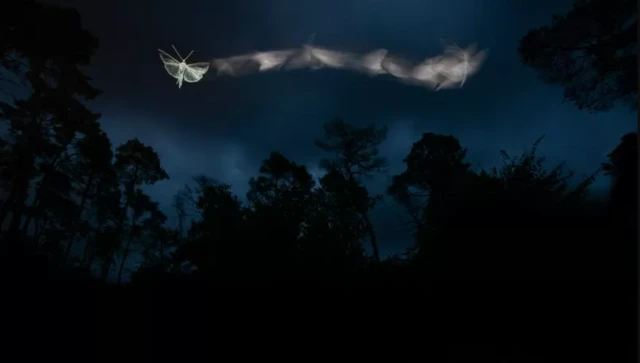 Көпөлөктүн саякаты