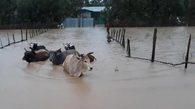 Loon lolaan nyaatamaa jiran