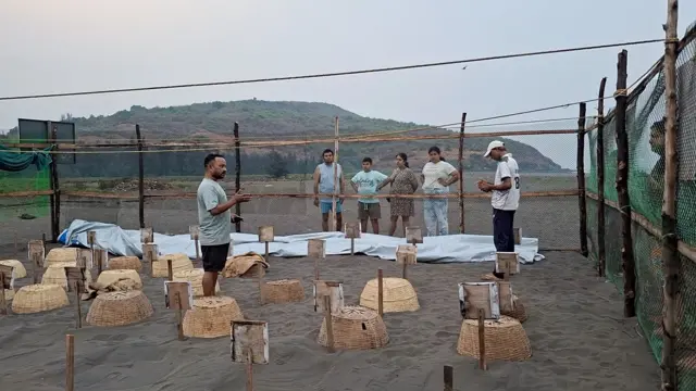 कासव संवर्धन