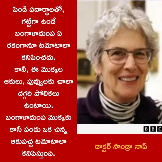 ఆహారం, టమోటా, బంగాళదుంప, అధ్యయనం