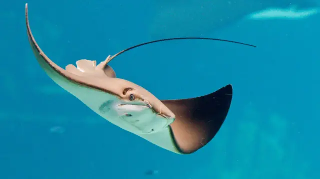 స్టింగ్ రే