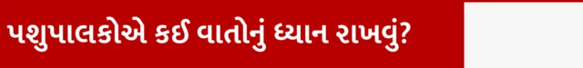બીબીસી ગુજરાતી ગાય ભેંસ દુધાળા પશુ વ્યંધત્વ ફર્ટિલિટી પશુપાલક