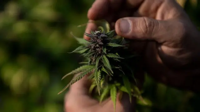 Pé de maconha