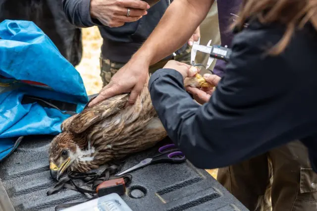 orao Feliks prstenovanje