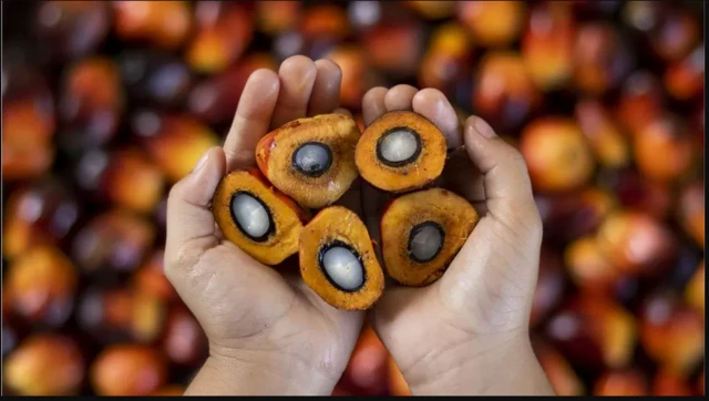 saliidda Miraha ee Palm