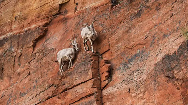 ماعزان عند منحدر صخري خطر