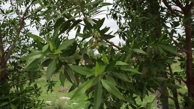 కోనోకార్పస్ చెట్టు