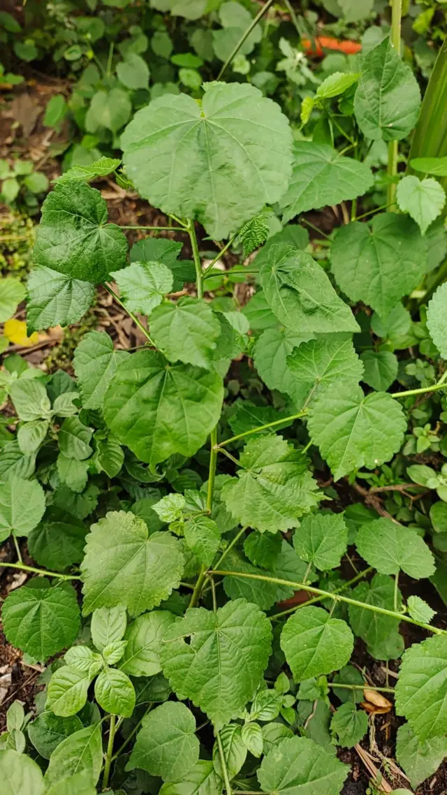 एडजोह जब्बा