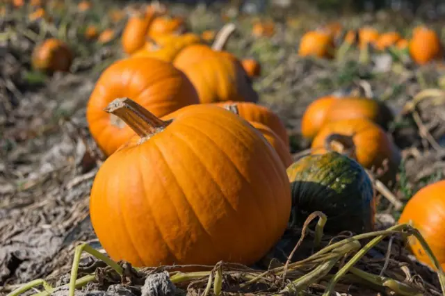 గుమ్మడి కాయ పంట