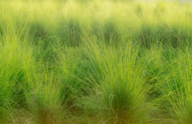 বিন্না ঘাস মাটির ক্ষয় রোধে ভূমিকা পালন করে