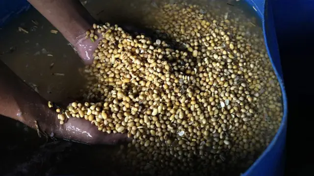 भटमासमा अण्डामा भन्दा बढी प्रोटिन हुन्छ