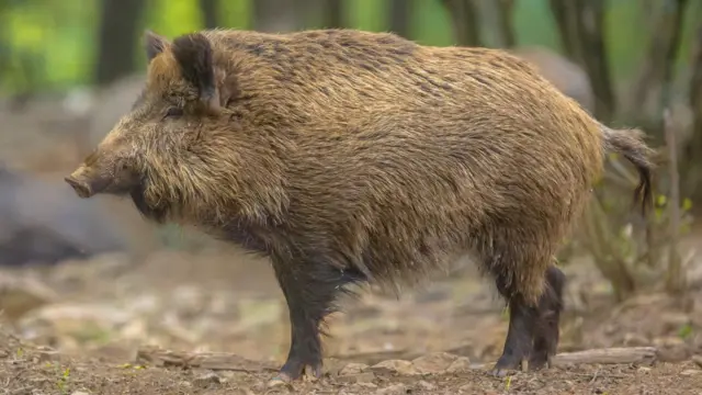 காட்டுப் பன்றி