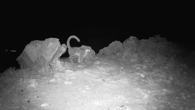 夜視攝影機拍攝到的一隻雪豹