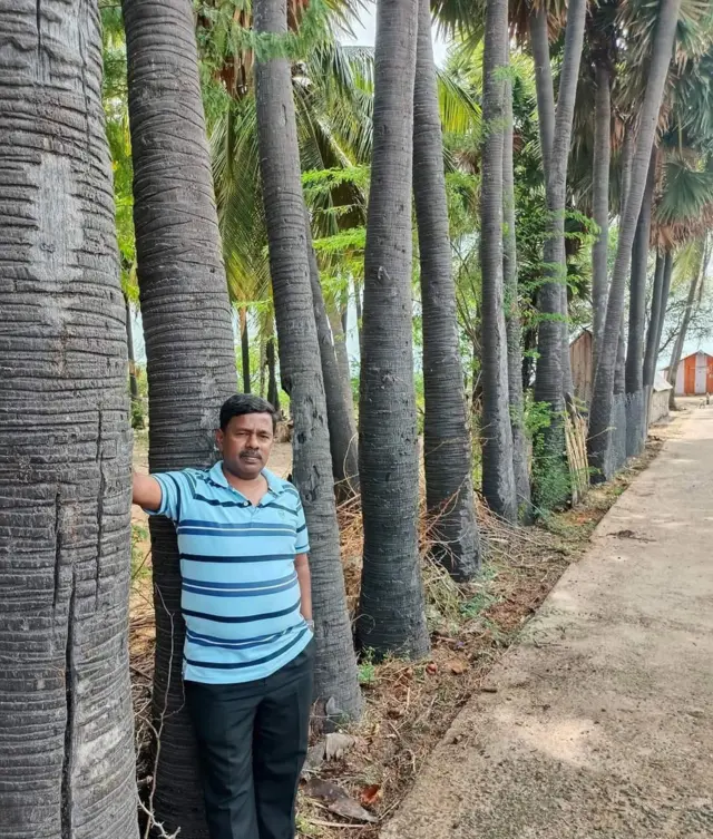 கடல் அரிப்பை தடுக்க உதவுமா பனை மரம்